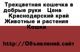 Трехцветная кошечка в добрые руки › Цена ­ 1 - Краснодарский край Животные и растения » Кошки   